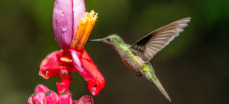 Forest and Wildlife - Guanacaste Aeropuerto